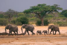 Zimbabue y Namibia sacrificarán elefantes para aliviar el hambre en tiempos de sequía