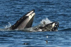 Una desconcertada foca termina en la boca de una ballena en aguas del estado de Washington