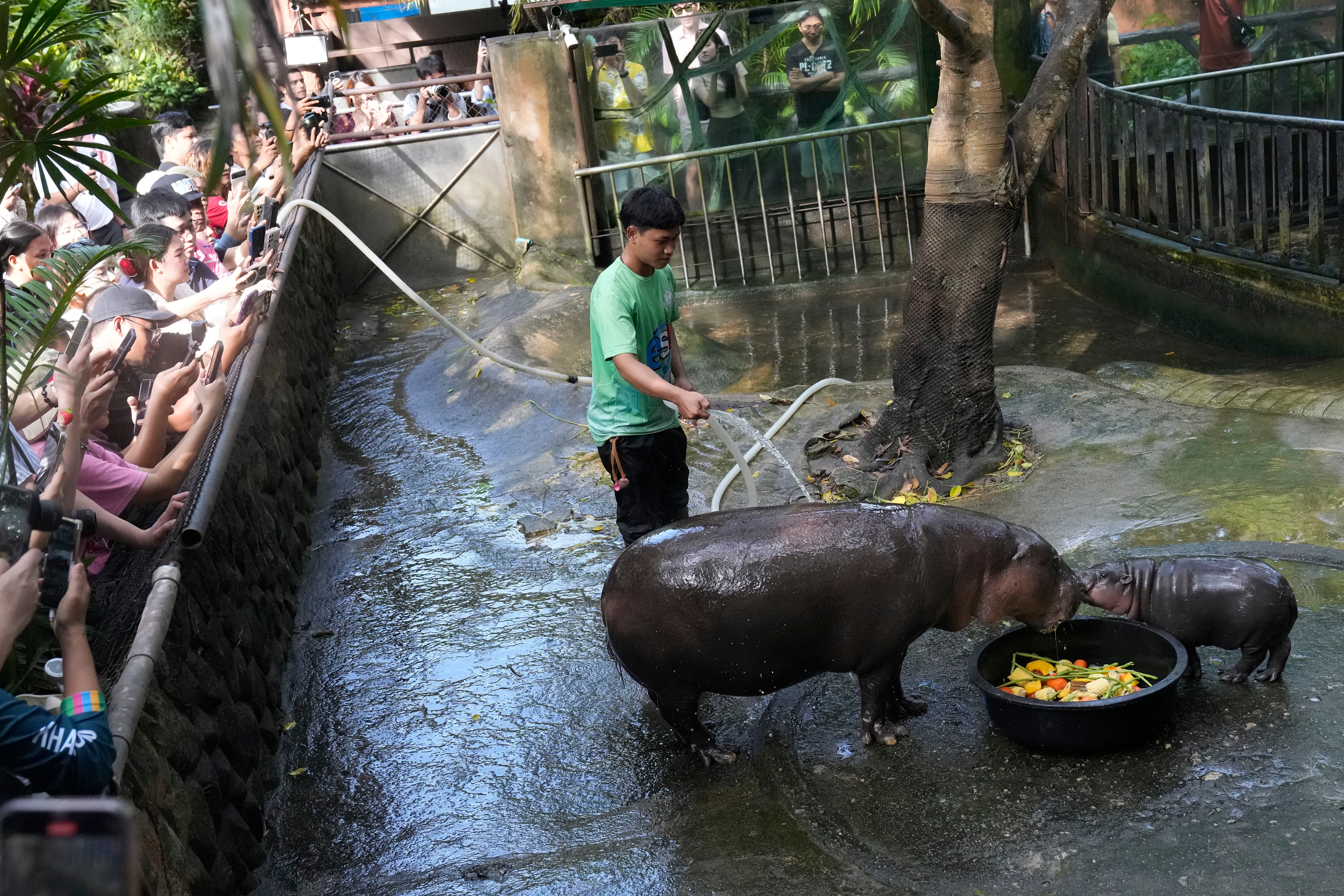 Tailandia Hipopótamo pigmeo