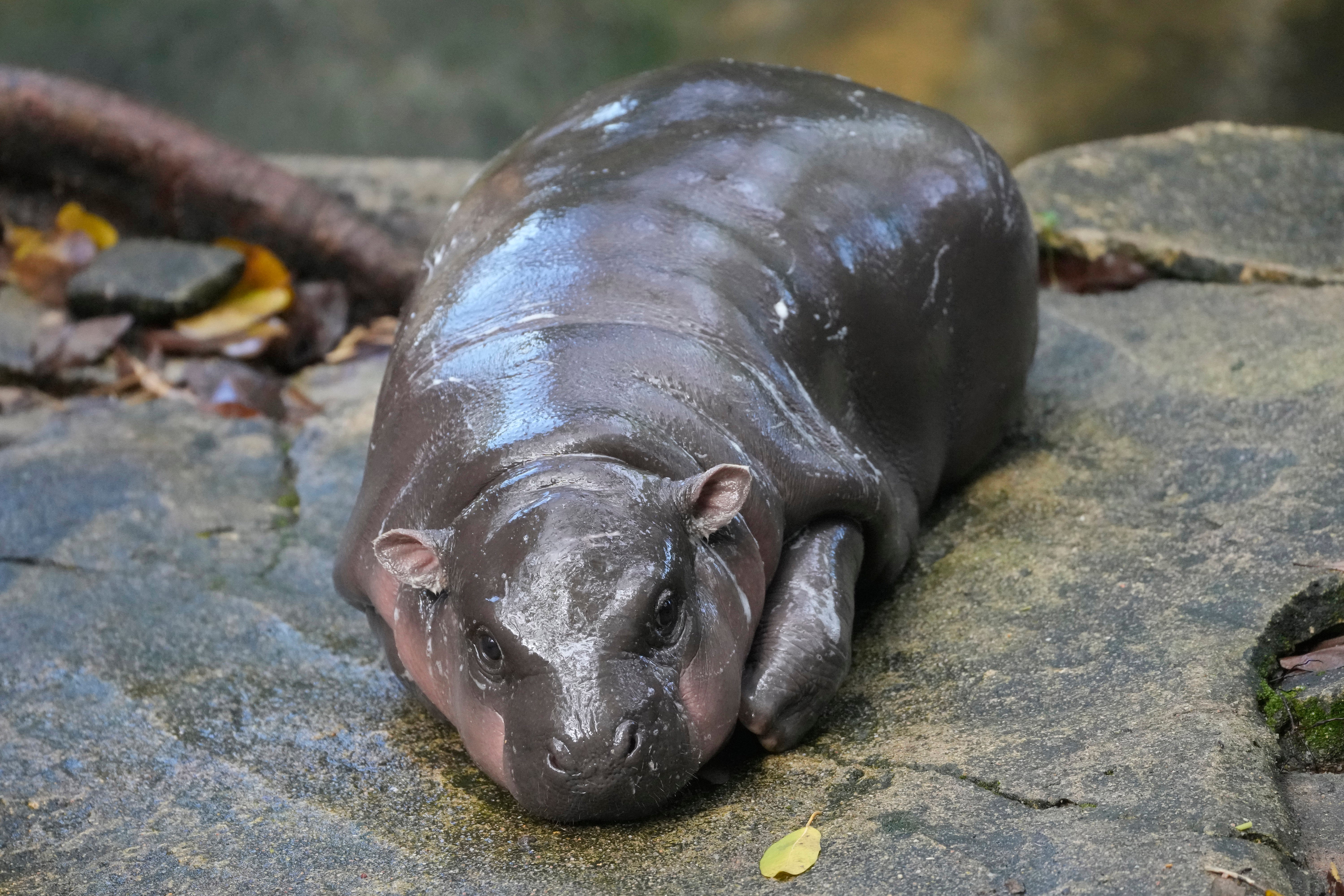 Hipopótamo pigmeo de Tailandia