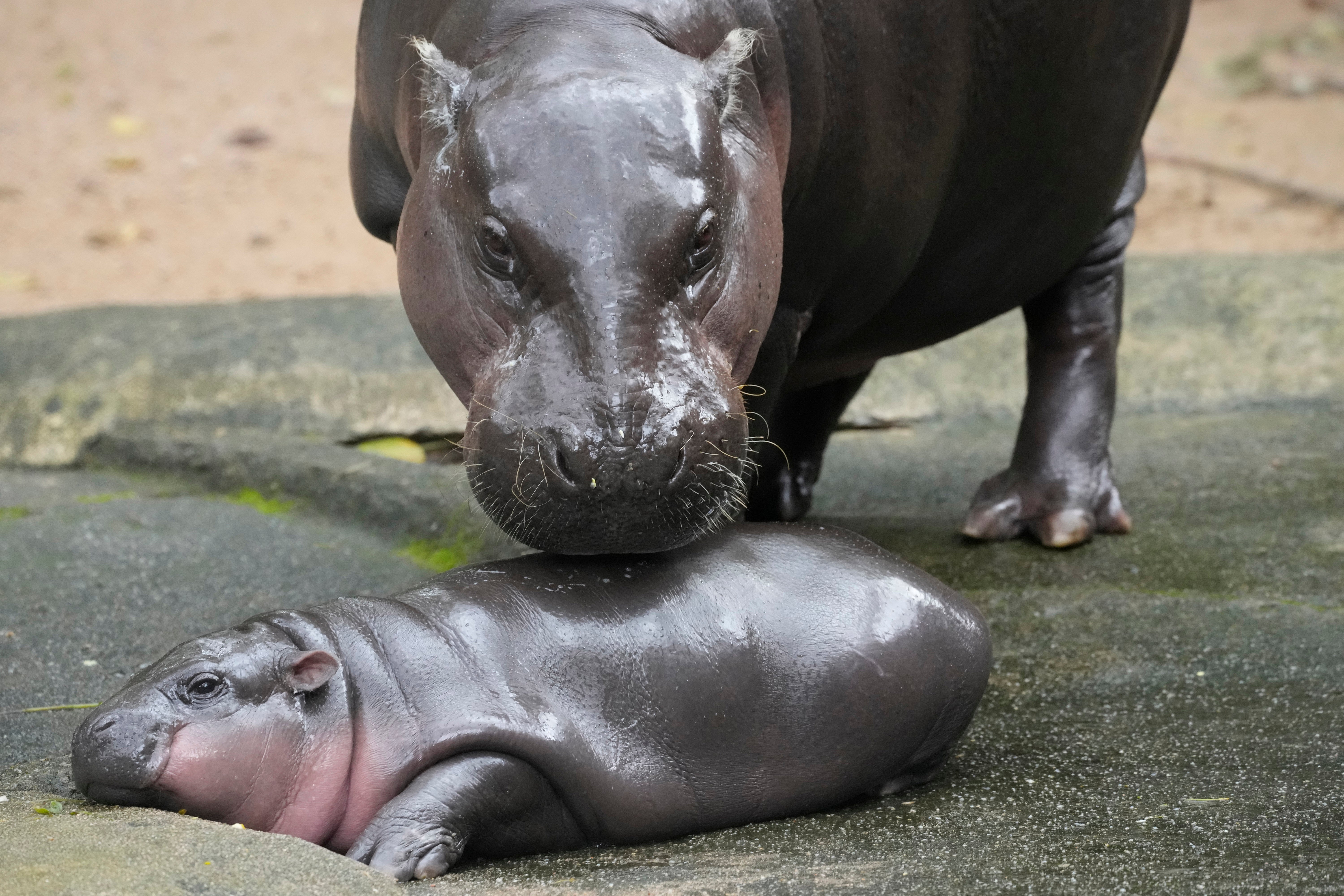 Hipopótamo pigmeo de Tailandia