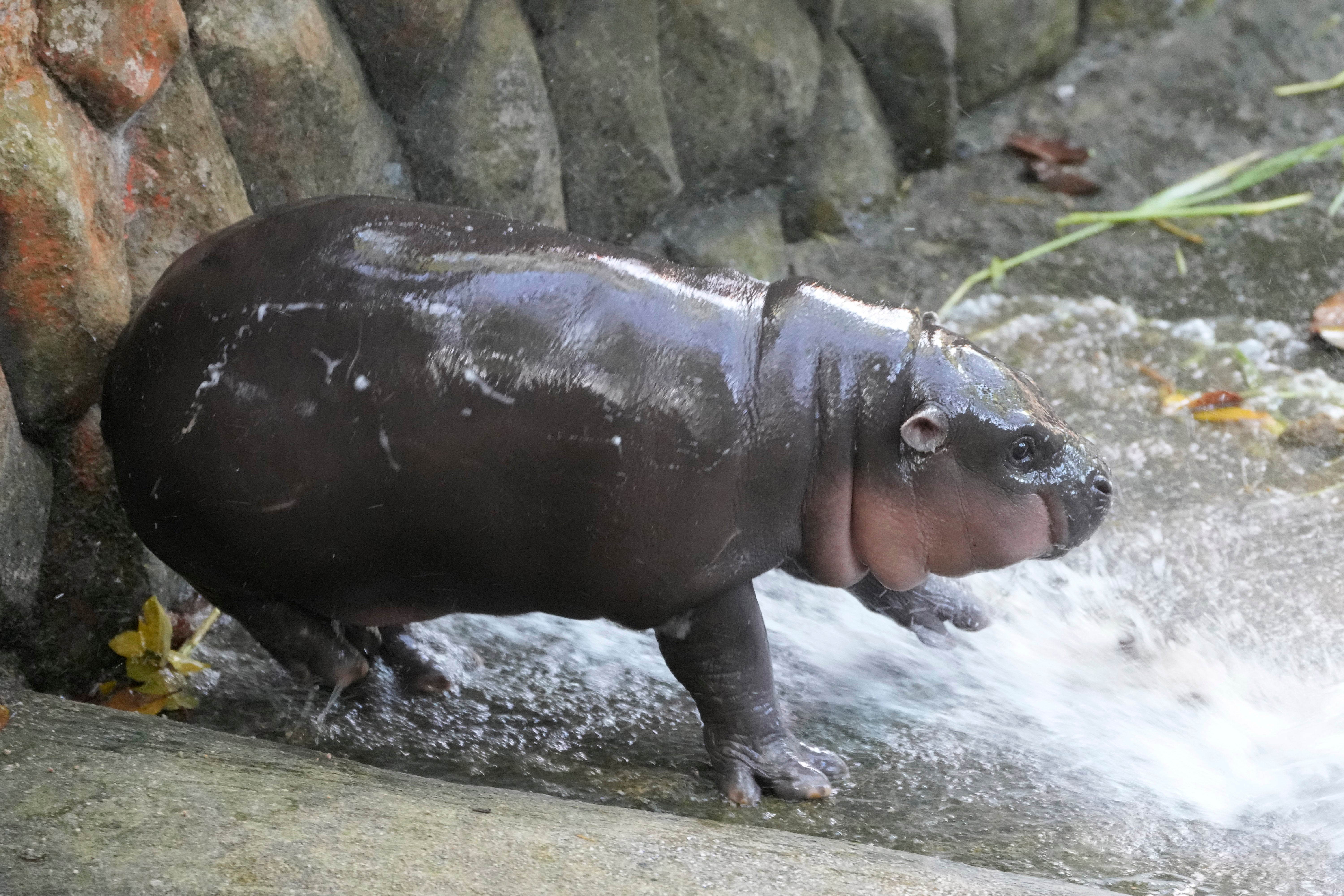 Hipopótamo pigmeo de Tailandia