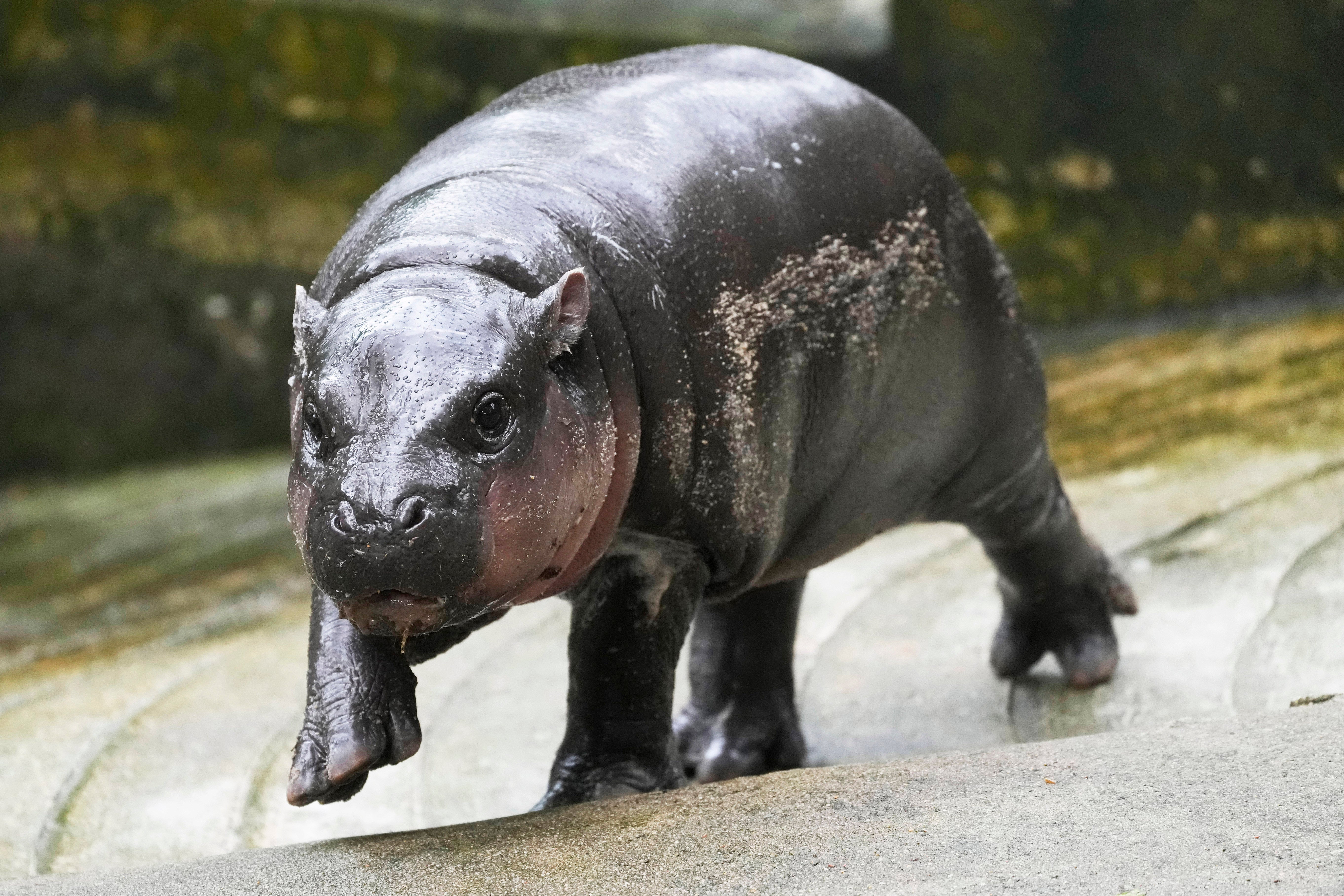 Hipopótamo pigmeo de Tailandia