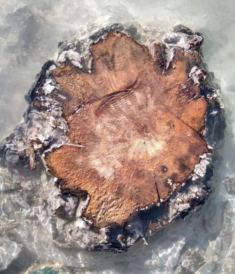 Anillos de un subfósil de árbol enterrado cerca del río Le Drouzet, Francia