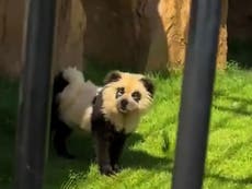 China: zoo admite que sus pandas son “perros pintados”