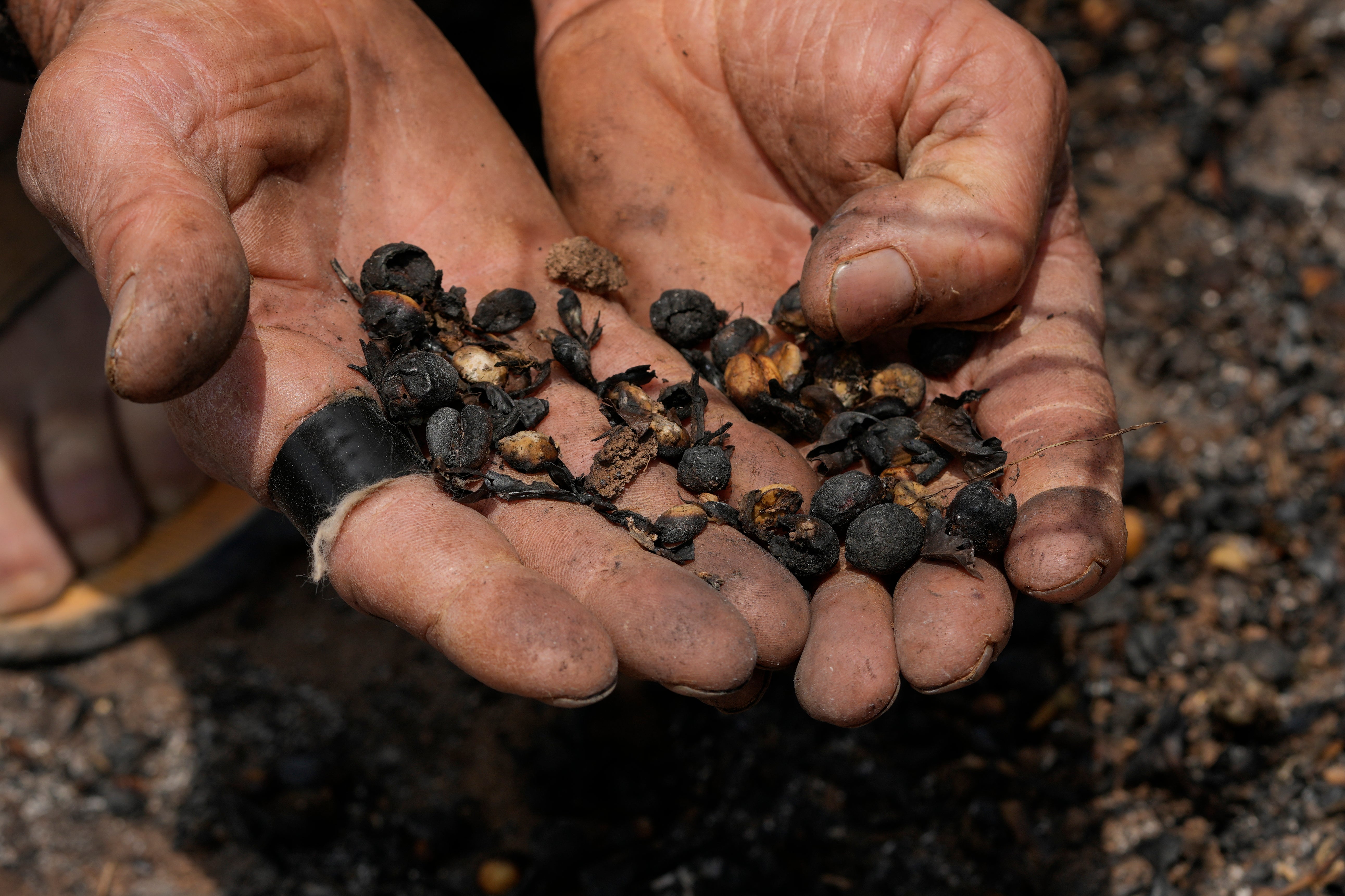 El productor de café Joao Rodrigues Martins sostiene un puñado de granos dañados mientras inspecciona su plantación, devastada por incendios forestales en una zona rural de Caconde, en el estado de São Paulo, Brasil, el miércoles 18 de septiembre de 2024