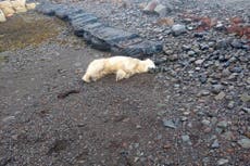 Un oso polar apareció en las costas de Islandia: la policía le disparó