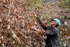 Sequía en Brasil afecta a fincas cafeteras y amenaza con elevar aún más los precios