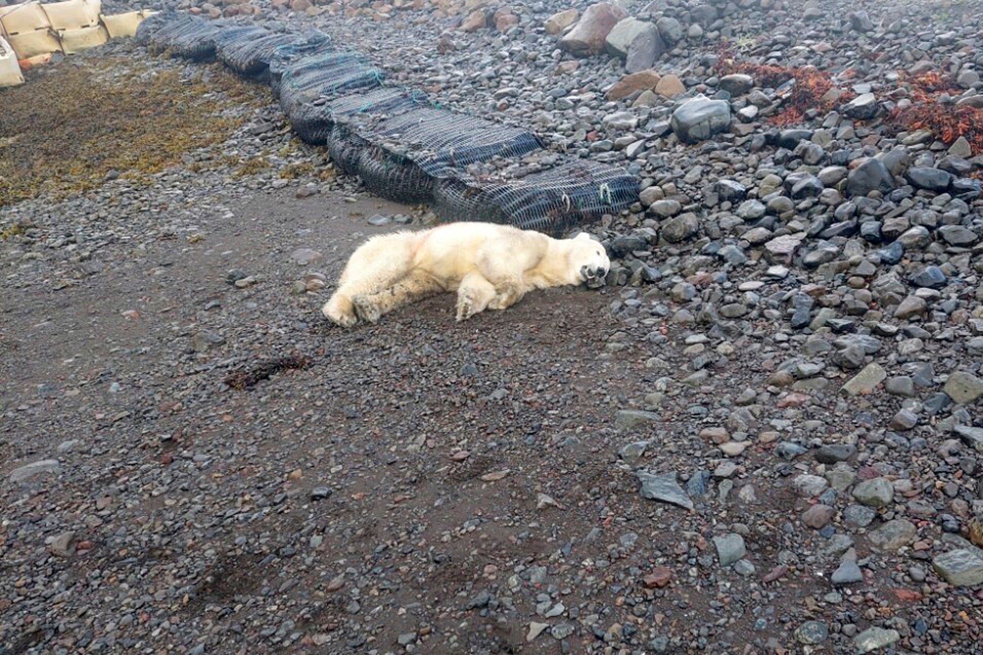 ISLANDIA-OSO POLAR BALEADO