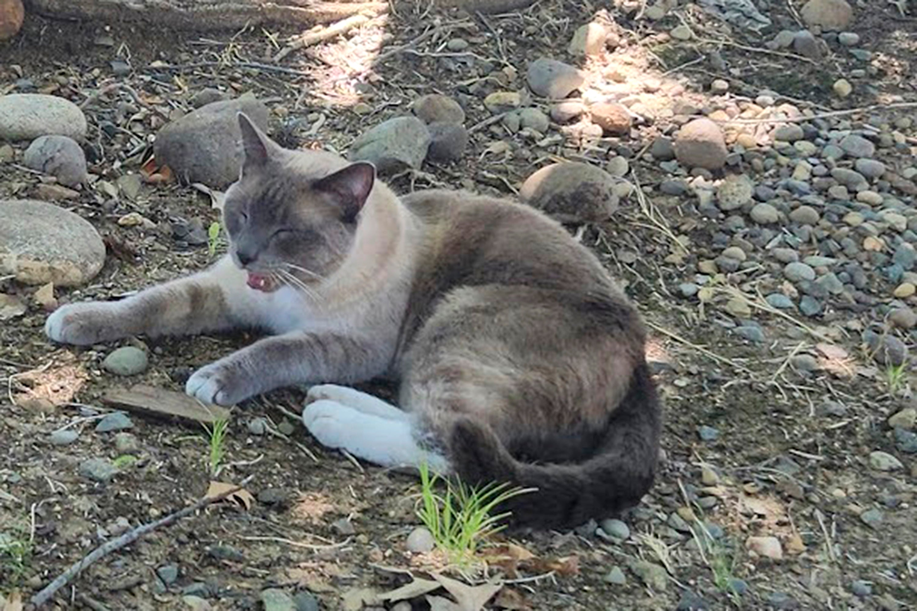 GATO VIAJA 1200 KILÓMETROS