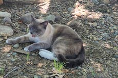 La misteriosa travesía de 2 meses y 1.287 kilómetros (900 millas) de un gato californiano extraviado