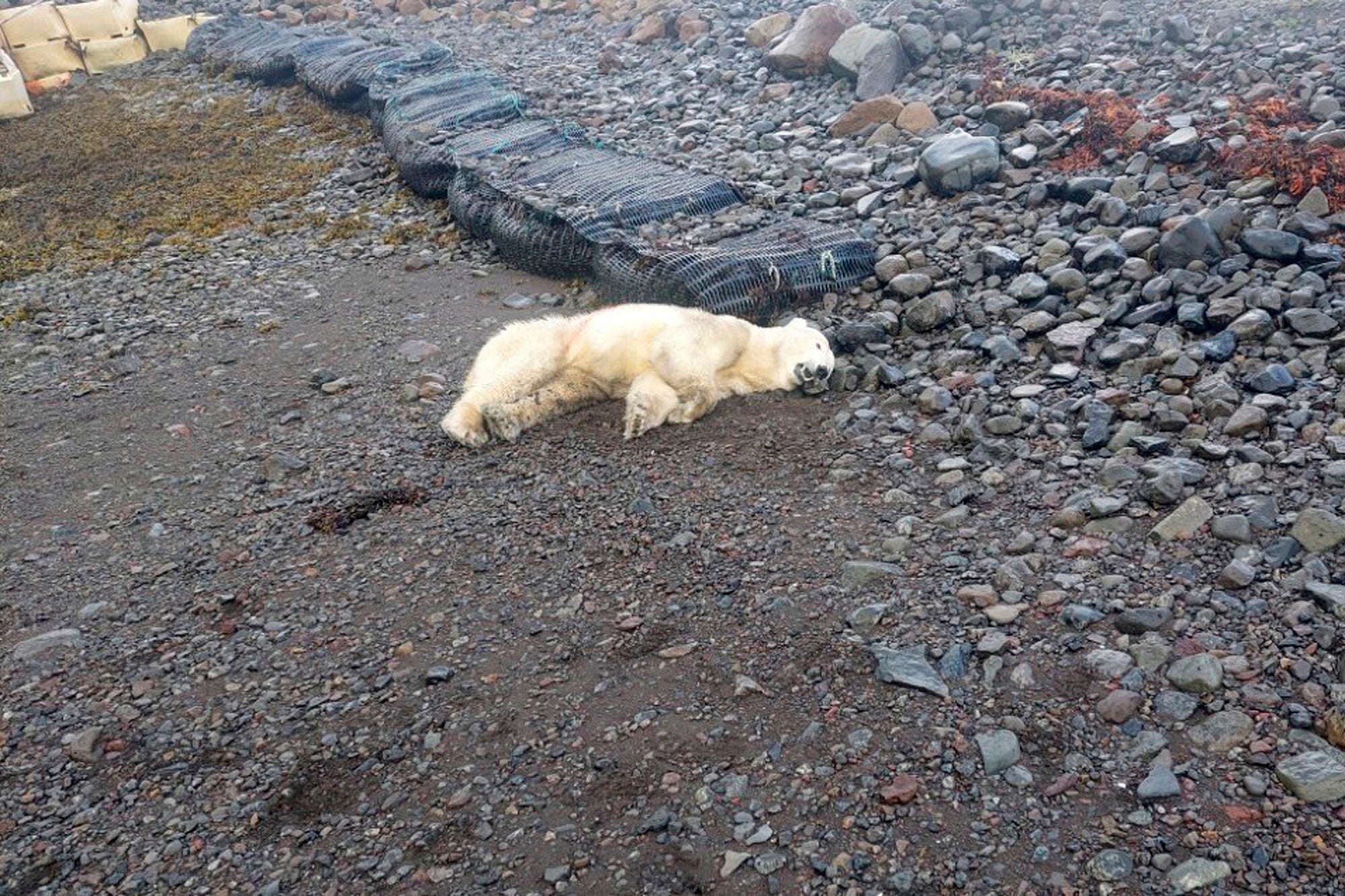 Un oso polar que fue abatido por la policía