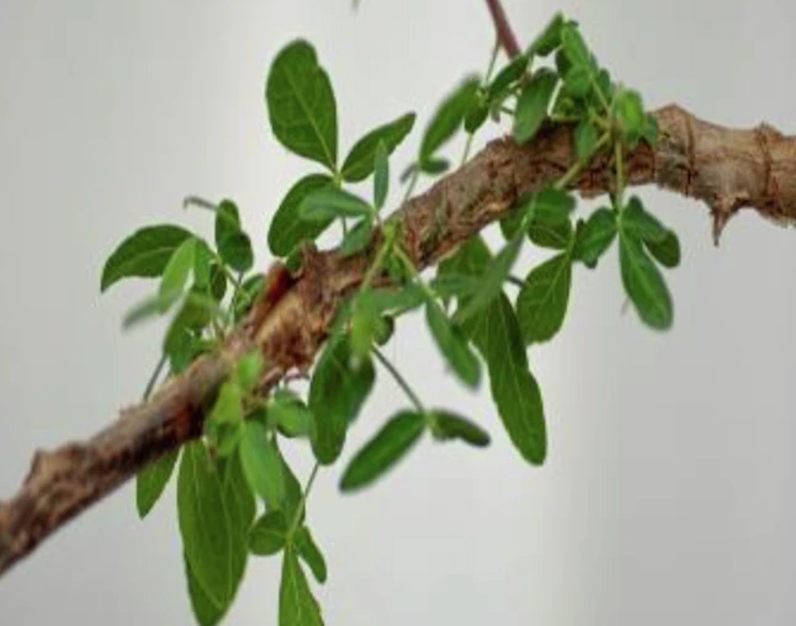 Hojas del árbol “Sheba” con pelos finos