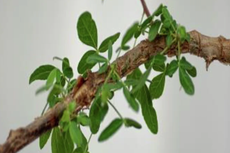 Cultivan árbol mencionado en la Biblia con una semilla de 1.000 años de antigüedad