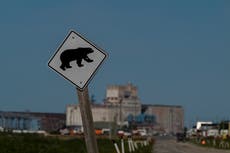 Osos polares, grasa y hielo: cada vez hay menos en el Ártico por el cambio climático