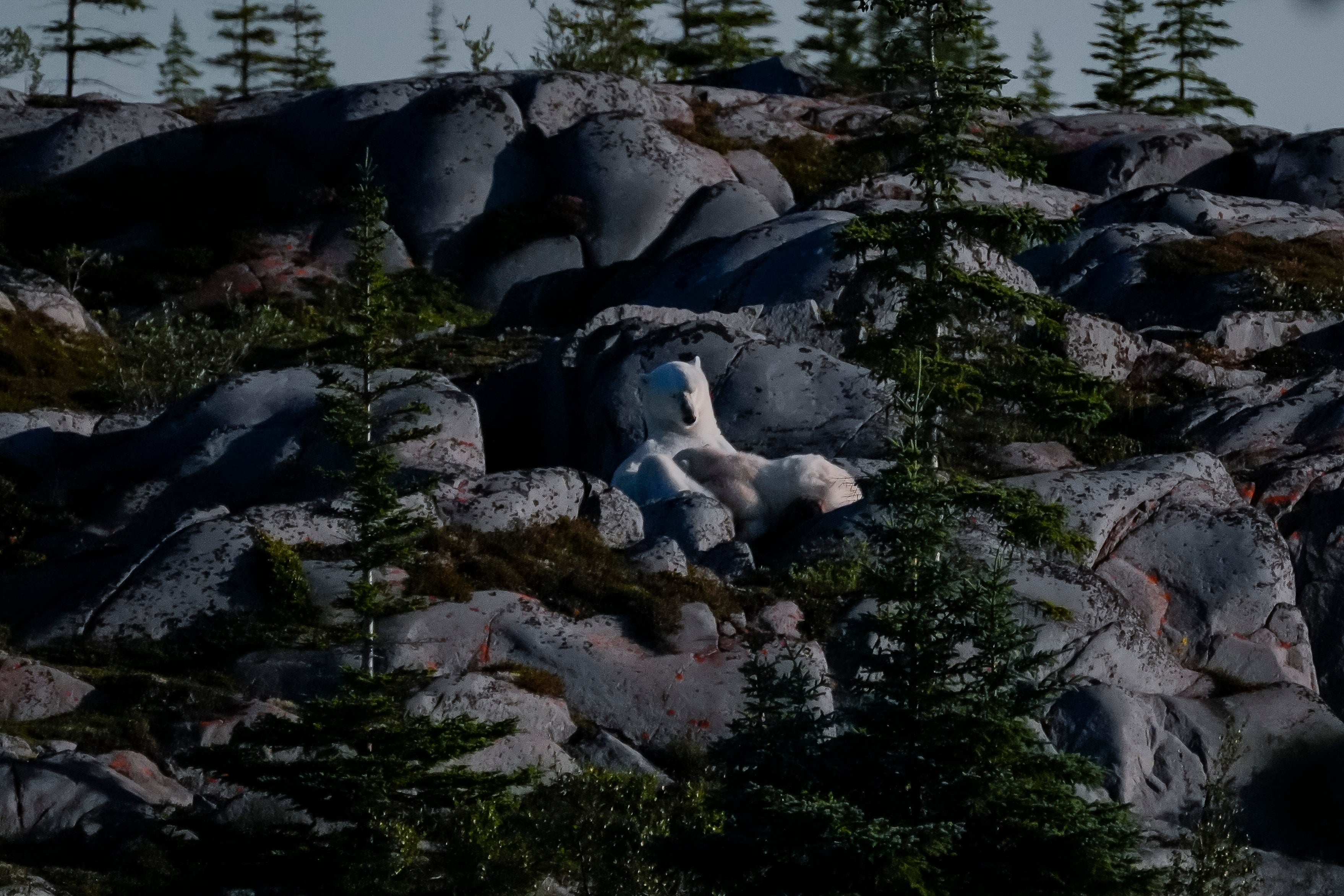 CANADÁ-OSOS POLARES