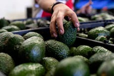 EEUU deja inspecciones de aguacates en manos del gobierno de México