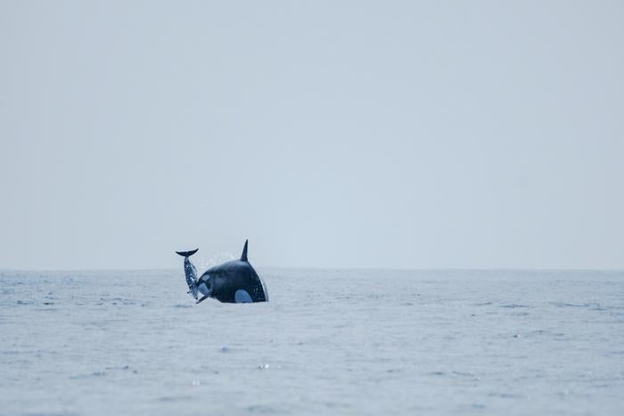 La orca matriarca Dakota lanza un delfín al aire mientras caza