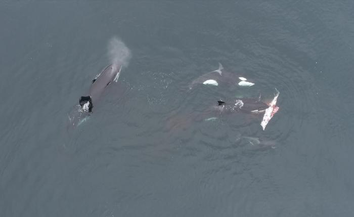 Orcas comparten carne de delfín oscuro