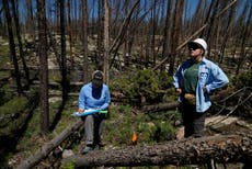 Muchos bosques no logran recuperarse de incendios, y tareas de reforestación enfrentan dificultades