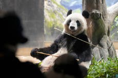 Japoneses dicen adiós a popular pareja de pandas que regresa a China