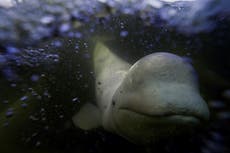 Curiosas belugas juguetean en la cálida bahía de Hudson y ofrecen un poco de sanación