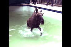 Rescatan a un alce de una piscina en Nueva Hampshire