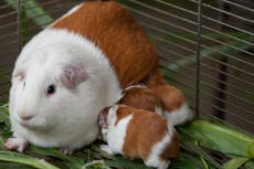 Perú celebra veinte años de la creación de una raza de cuy genéticamente modificada