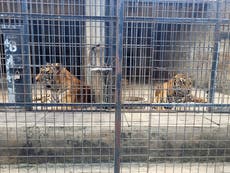 Docenas de tigres mueren tras contraer la gripe aviar en zoos del sur de Vietnam