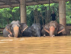 Tailandia: elefantes arrastrados por las feroces inundaciones en santuario animal 