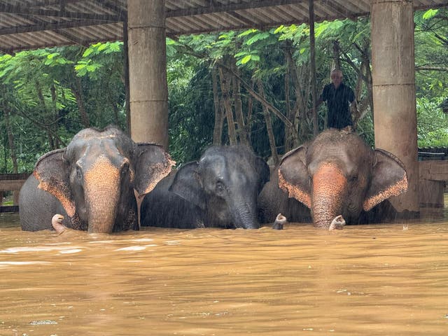 <p>Elefantes avanzan con el agua hasta el vientre en un santuario de Tailandia  </p>