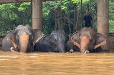 Fuertes lluvias en Tailandia provocan inundaciones en la ciudad turística de Chiang Mai