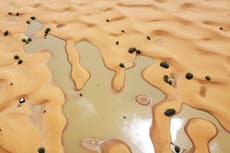 El agua fluye entre palmeras y dunas de arena tras inusuales lluvias en el desierto del Sahara