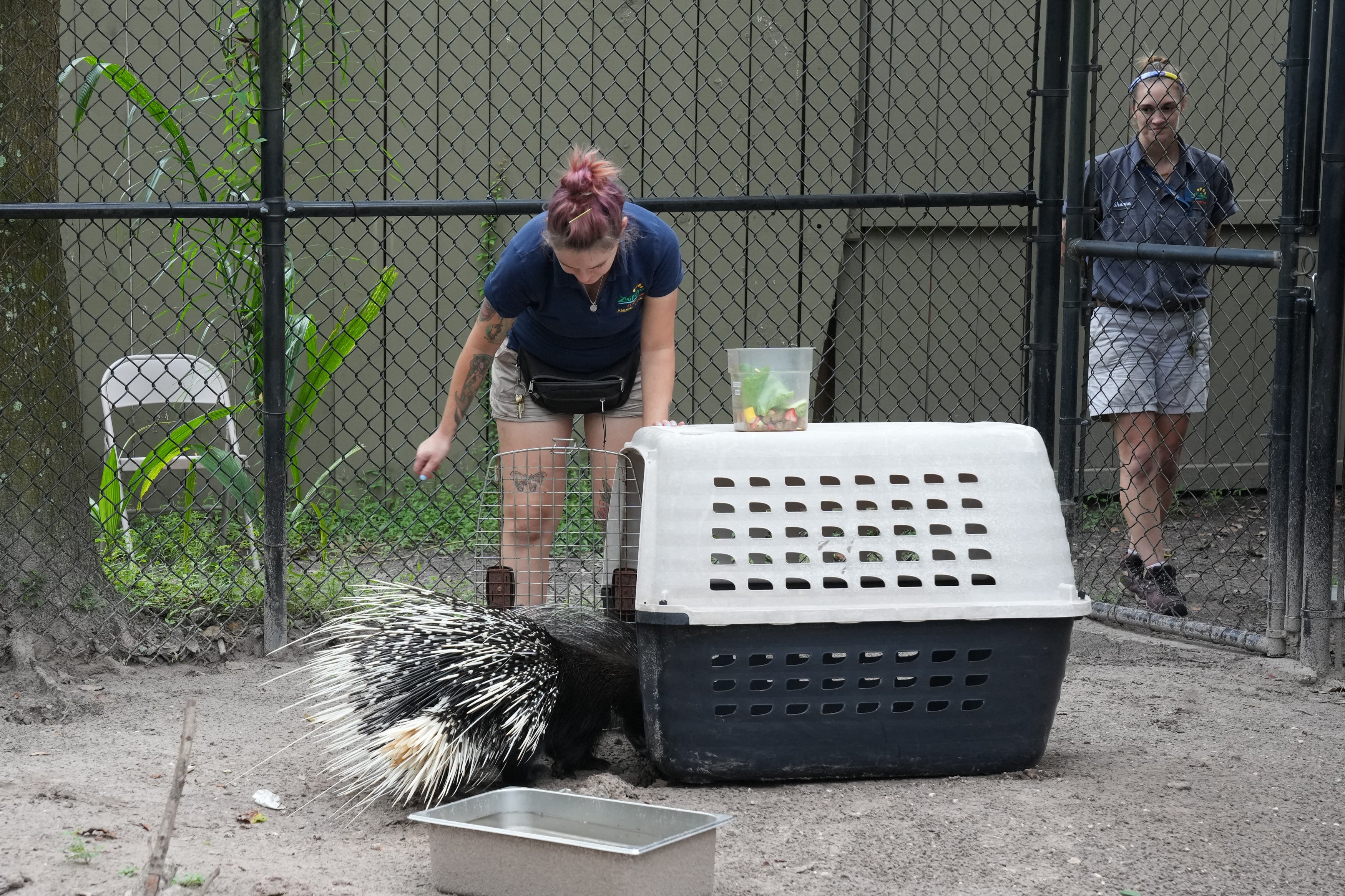 Empleados trasladan a un puercoespín africano llamado “Chompers” a un transportín para animales en el zoológico de Tampa el lunes. Los animales más pequeños están siendo trasladados a estructuras a prueba de huracanes dentro de casetas para mascotas