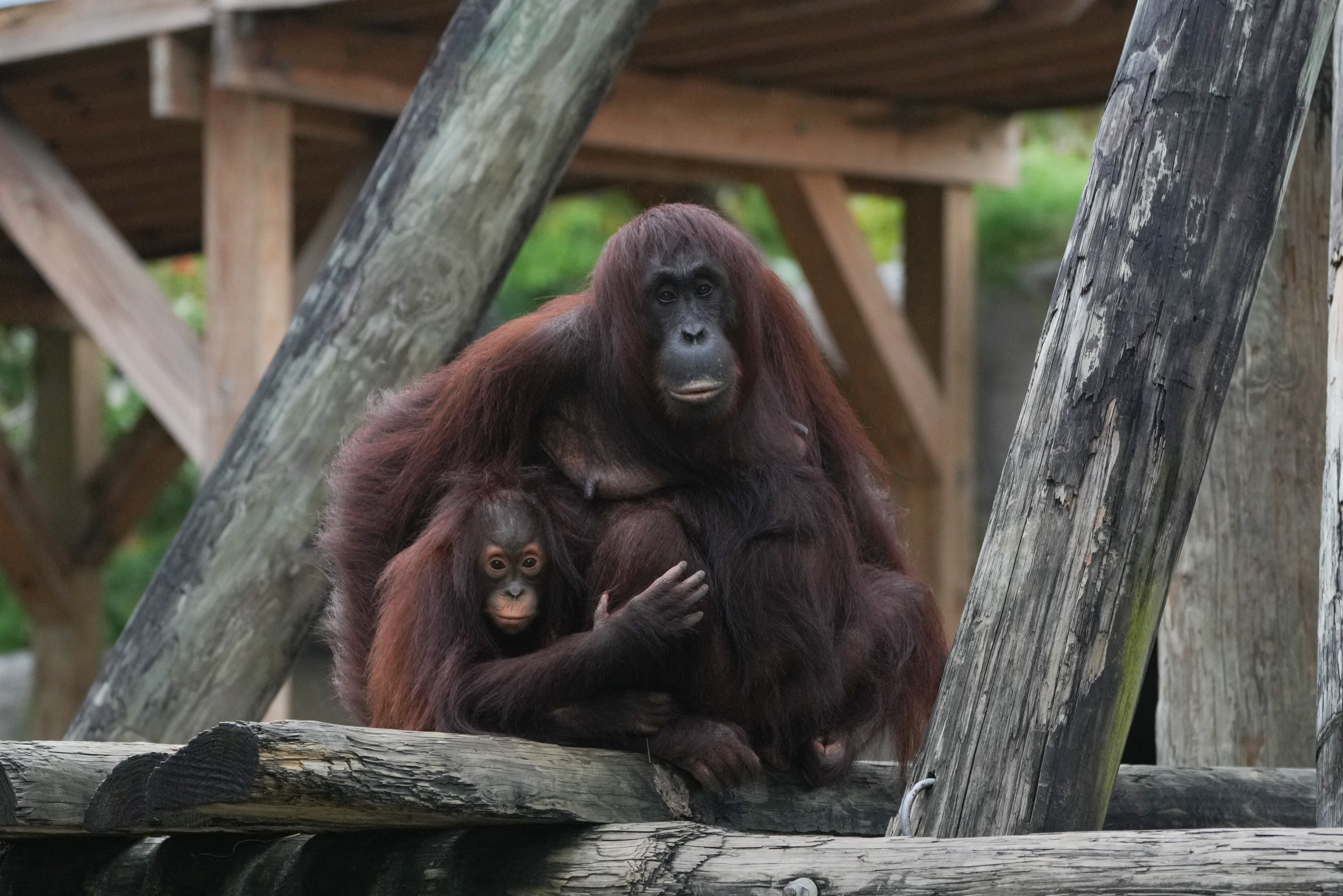 Una madre y su hijo orangután se abrazan en el zoológico de Tampa el lunes antes de ser trasladados a edificios a prueba de huracanes. Se espera que el huracán Milton produzca unas condiciones climáticas no vistas en la ciudad de Florida desde hace un siglo