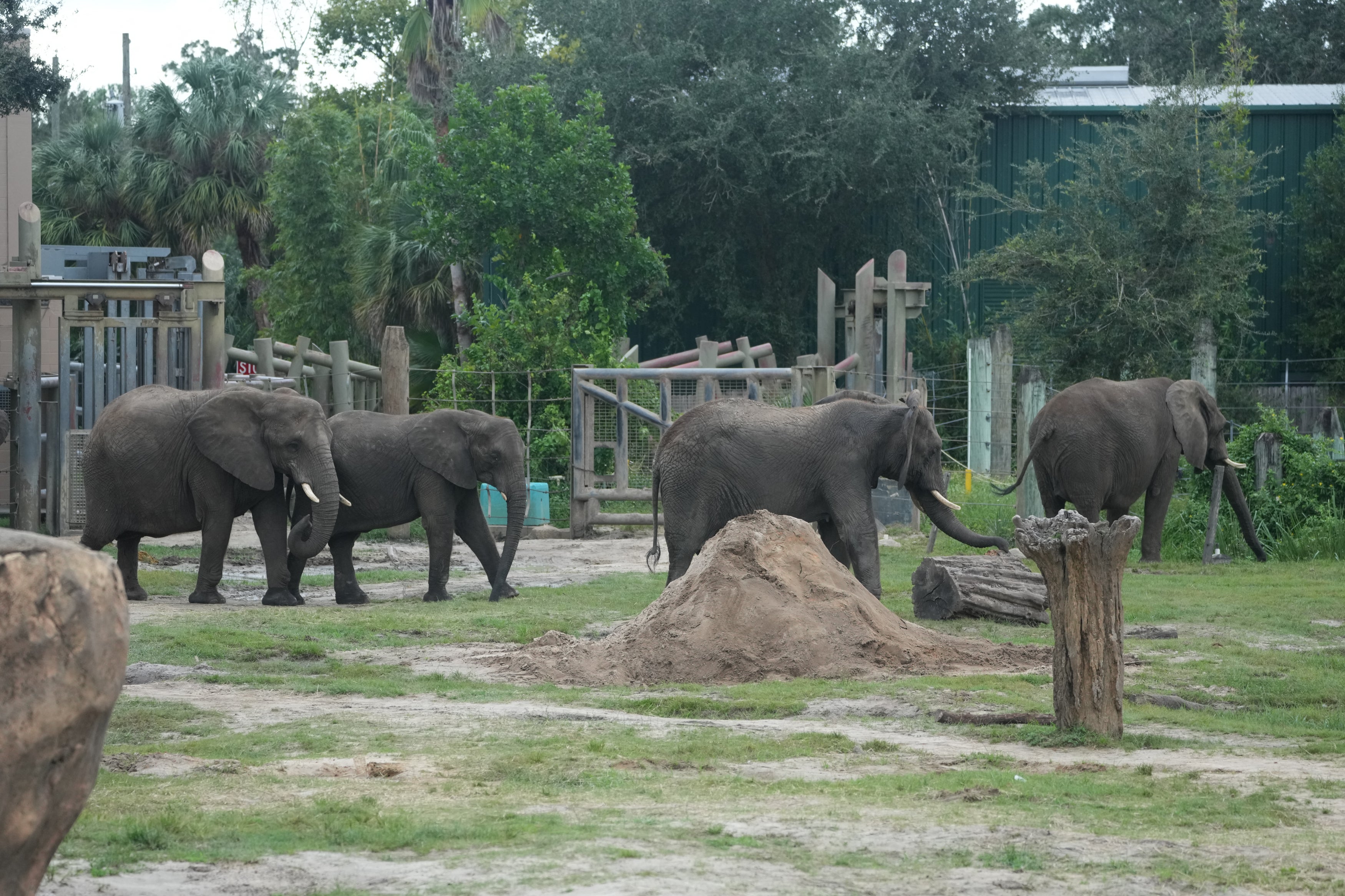 Los elefantes africanos son vistos por el público antes de ser trasladados a zonas protegidas en el zoológico de Tampa el lunes, antes de que el huracán Milton toque tierra. Los animales más grandes van a establos y edificios a prueba de huracanes