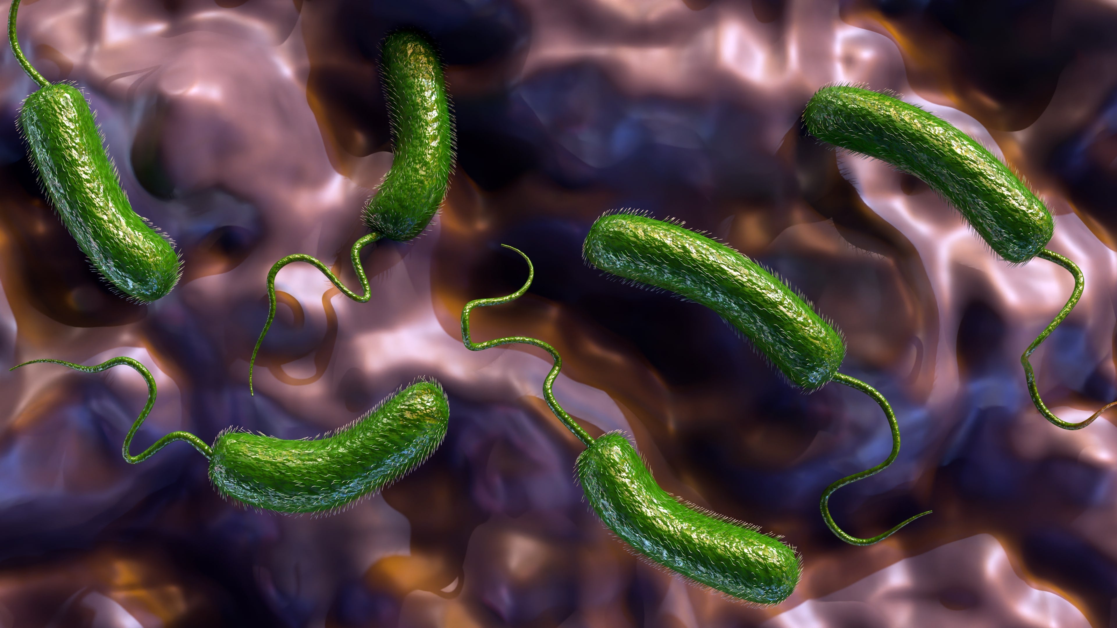 Las infecciones por Vibrio vulnificus podrían haber aumentado debido a la activa temporada de huracanes del año pasado, y se espera que la de este año también supere el promedio