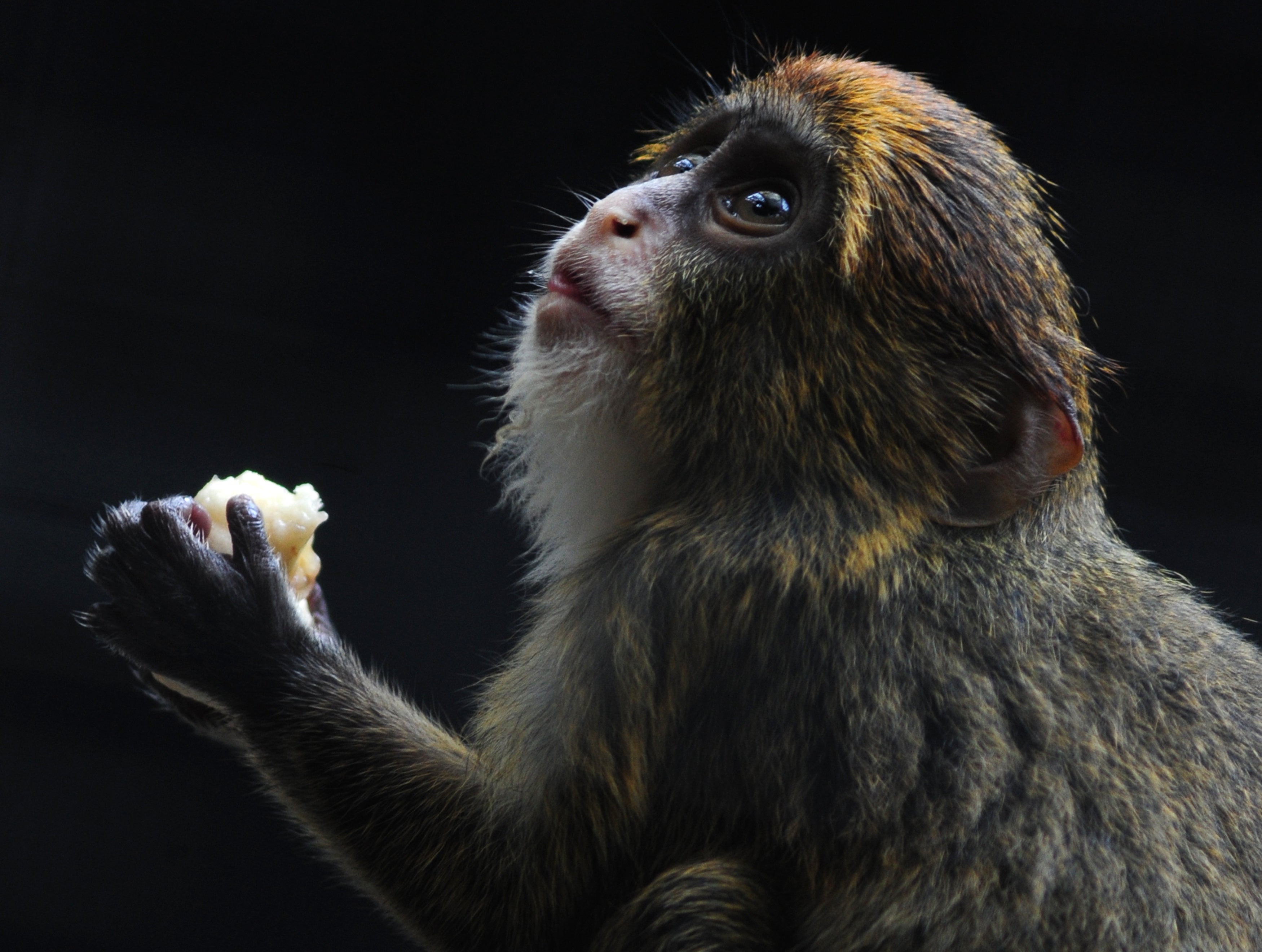 Un mono obispo joven en el Jardín Zoológico y Botánico de Hong Kong (Archivo)