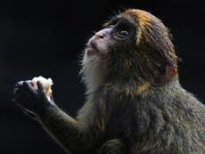 Mueren ocho animales el mismo día en un zoológico de Hong Kong