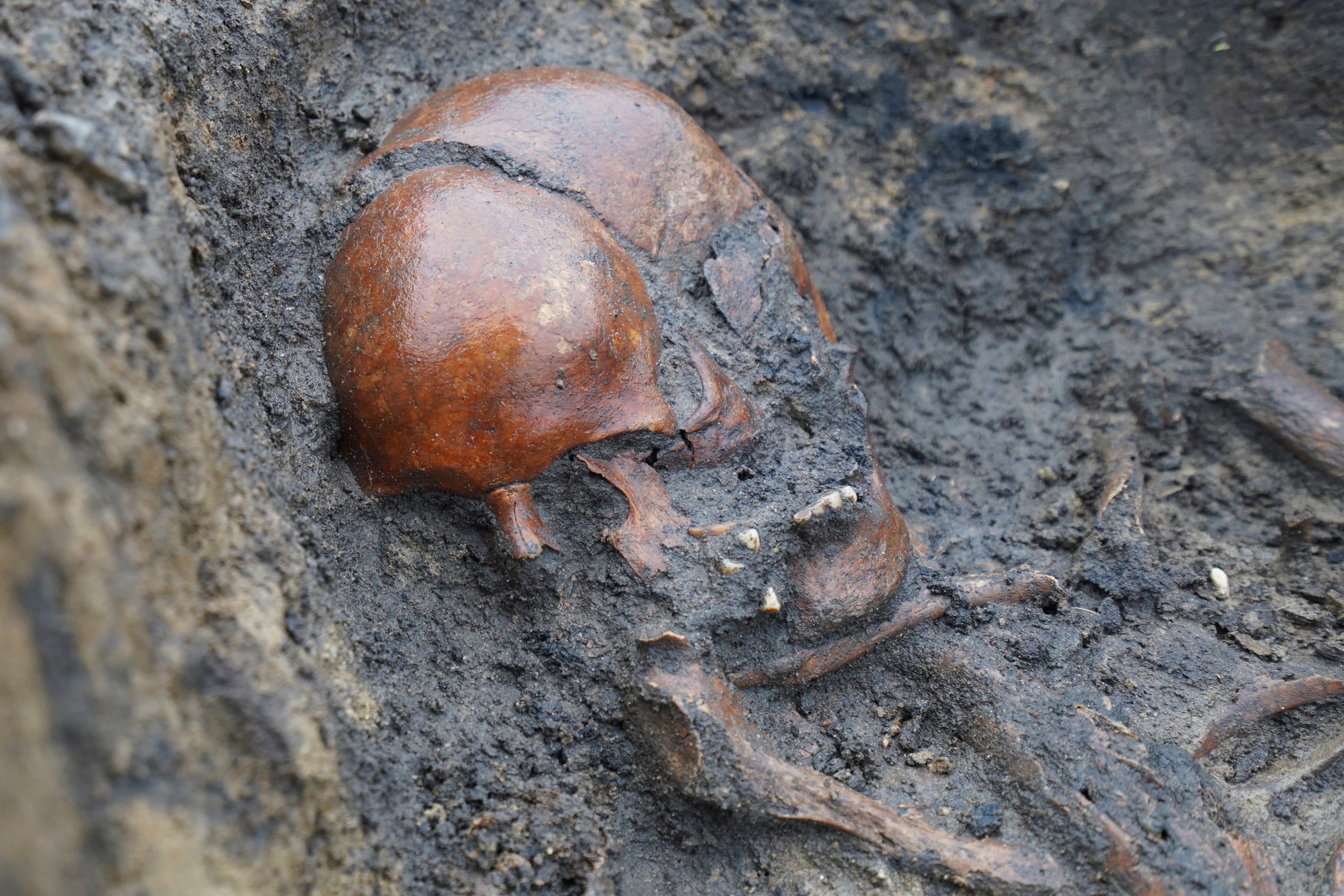 Esqueletos y cráneos en la excavación de un cementerio vikingo del siglo X en Aasum, Dinamarca