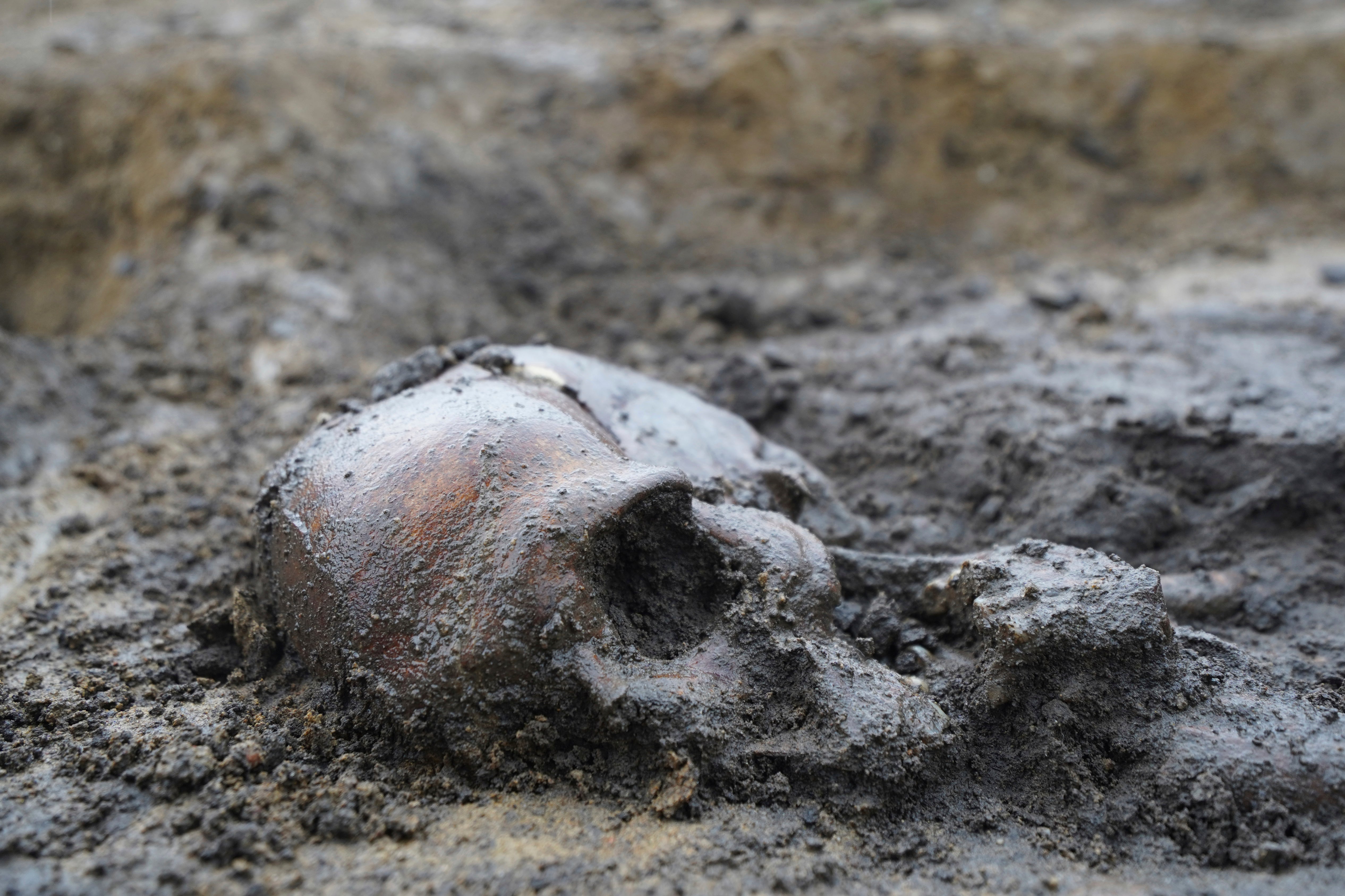 Esqueletos y cráneos en las tumbas de una excavación en un cementerio vikingo del siglo X en Aasum, Dinamarca