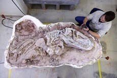 Descubren fósil antiguo que arroja luz sobre el origen de dinosaurios