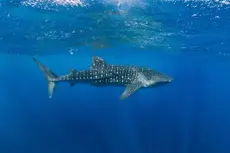 La gran atracción del acuario resulta ser un tiburón ballena robótico