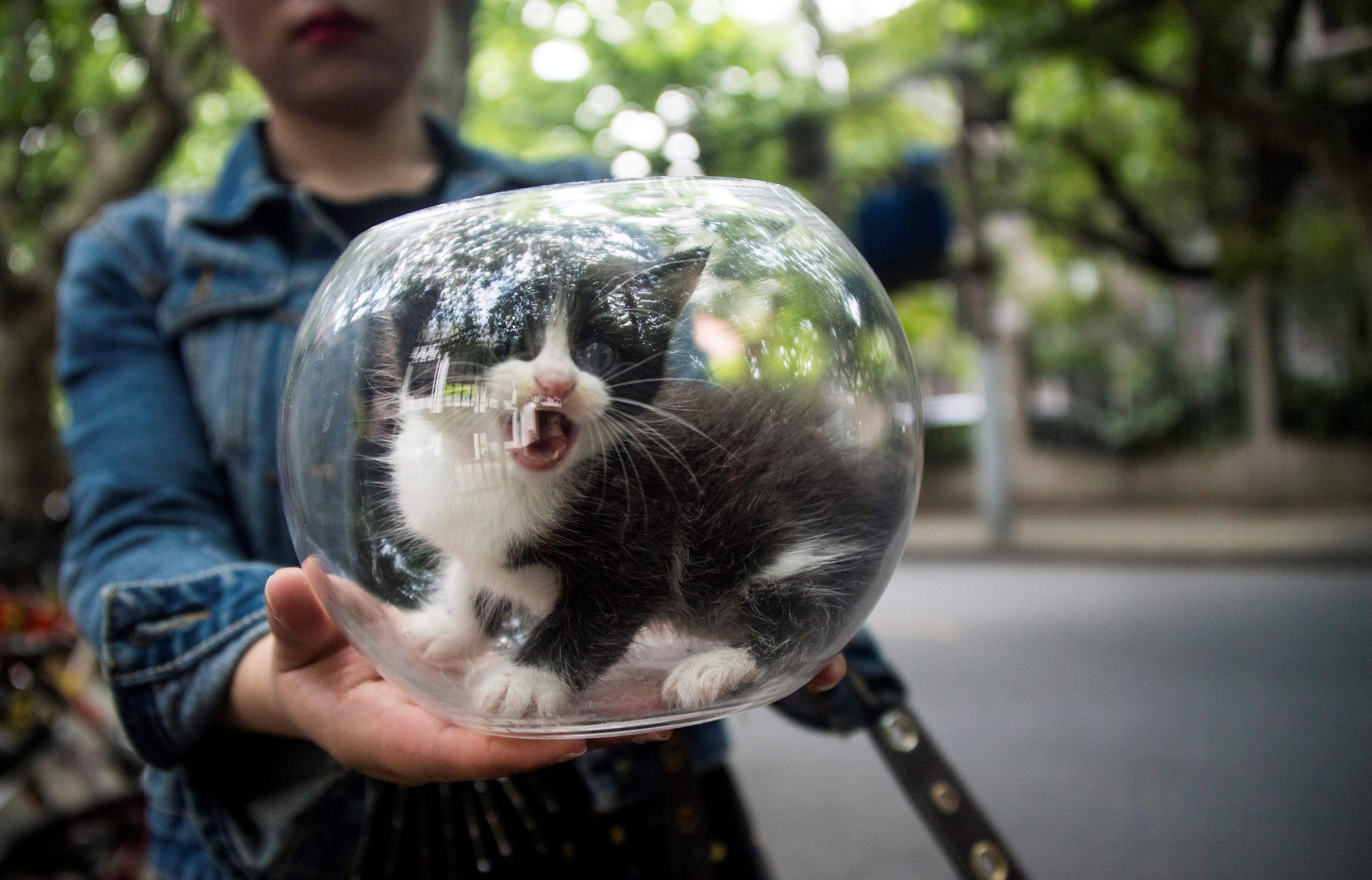 Una niña sostiene un gatito dentro de una pecera