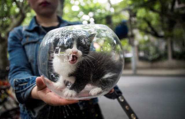 <p>Una niña sostiene un gatito dentro de una pecera</p>