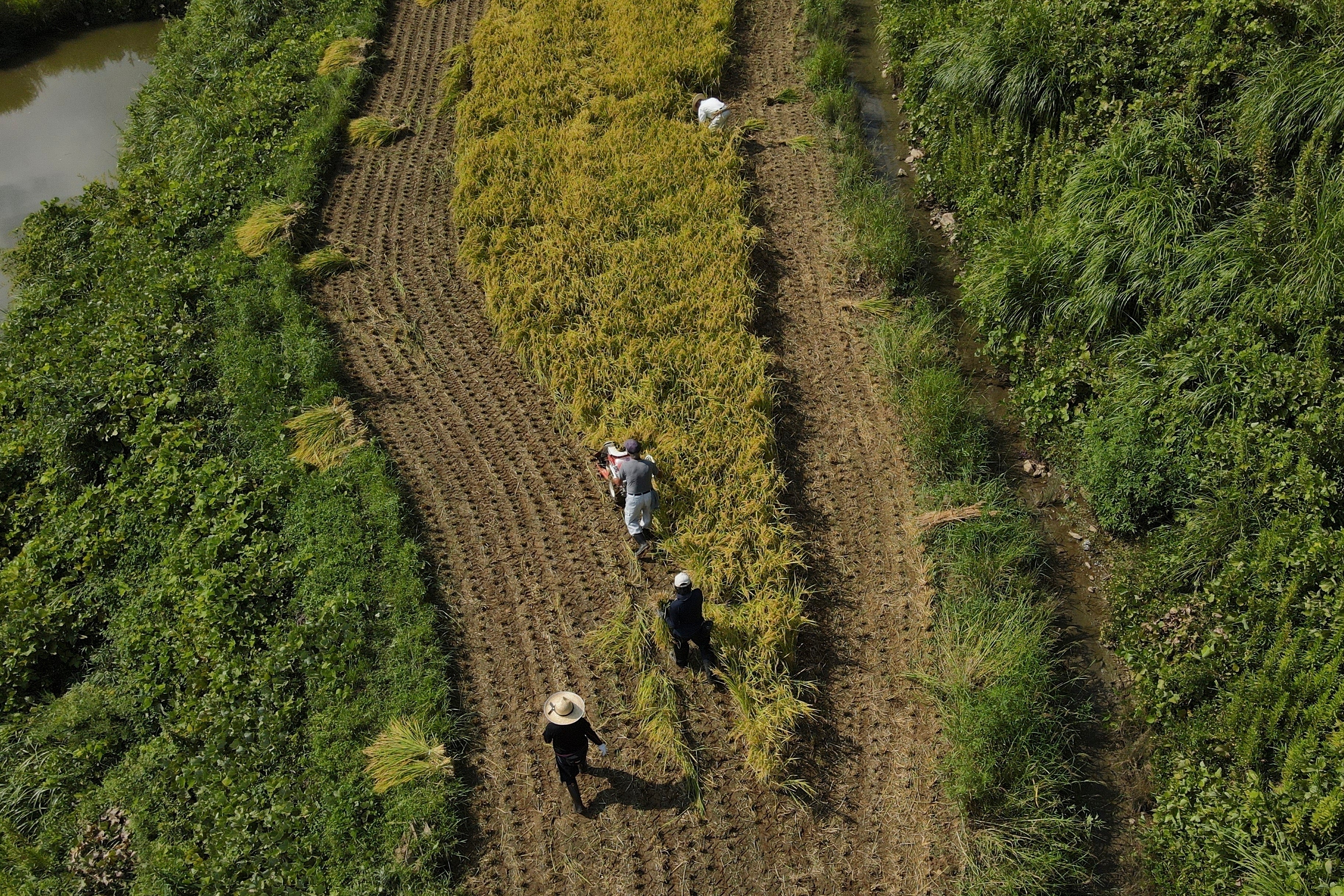 JAPÓN-AGRICULTORES DE ARROZ