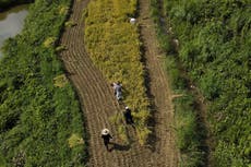 Agricultores de edad avanzada enfrentan temperaturas extremas en los arrozales de Japón