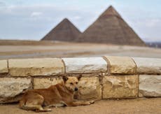 ¿Qué le ocurrió al perro egipcio que trepó una de las pirámides de Guiza?