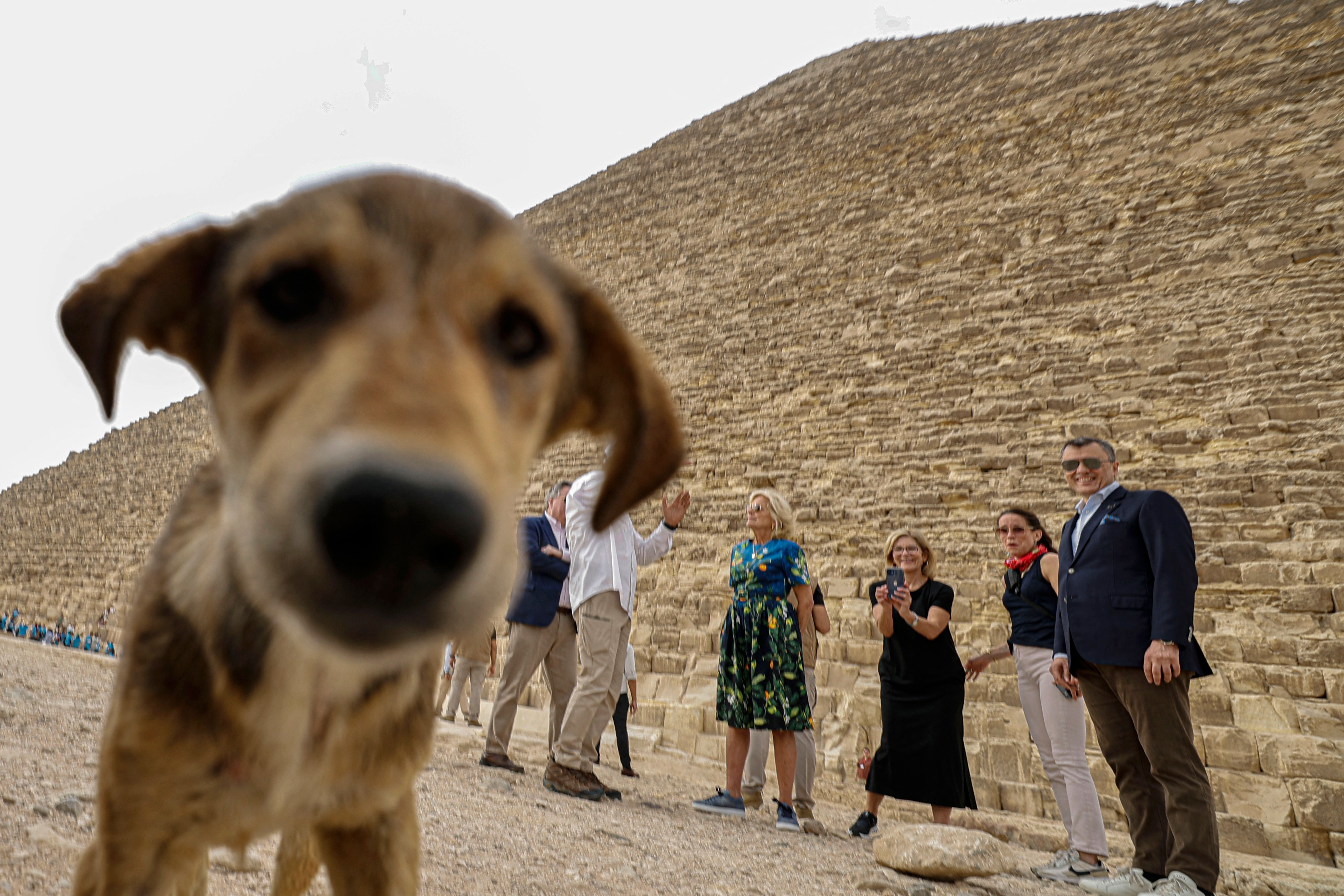 Varios perros viven en el complejo piramidal y reciben cuidados de organizaciones de protección animal