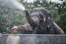 Un elefante salvaje mata a un hombre que intentaba tomarse un selfie